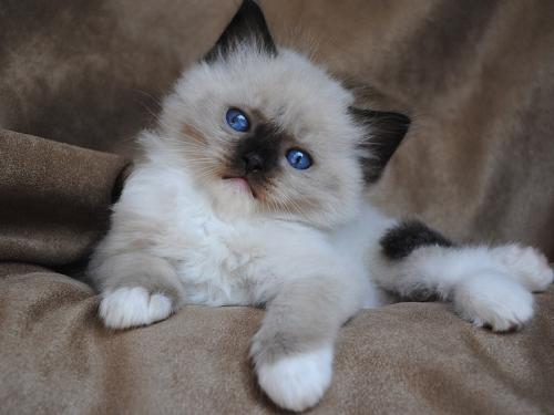 seal point mitted ragdoll.jpg